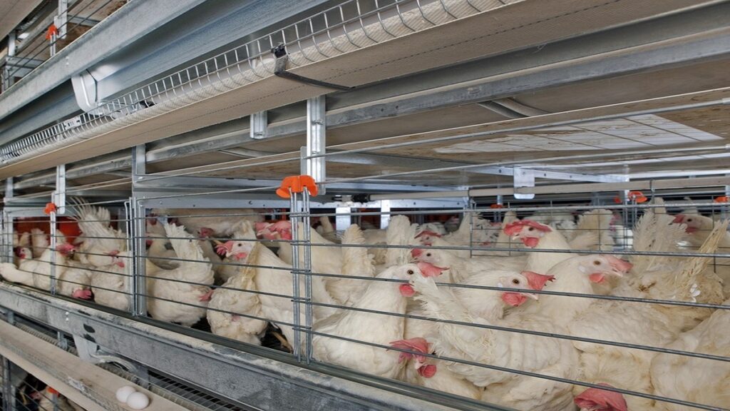 H-type layer cage system for large-scale layer farms
